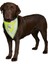 Köpek Bandanalı Tasma Xlarge 42-60 Cm 1