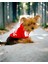 Red Adidog Kapşonlu Sweatshirt Köpek Kazağı 3