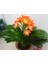 Clivia Miniata [Kafir Zambak] 4