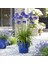 Afrika Zambağı Agapanthus 3 Adet 1