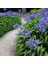 Afrika Zambağı Agapanthus 3 Adet 2