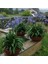 Afrika Zambağı Agapanthus 3 Adet 3