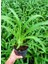 Afrika Zambağı Agapanthus 3 Adet 5