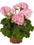 Sardunya Çiçeği Fidesi Pembe Renk 10-20 cm 1