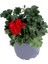 Sardunya Çiçeği Saksı'da Pelargonium Kırmızı Renk 10-20 cm 1