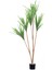 Dracaena Yapay Ağaç Gerçek Dokulu 3 Dallı 180 Cm 2