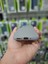 Samsung Galaxy A54 Kılıf Kamera Çıkıntılı Içi Kadife Yumuşak Dokulu Lansman Silikon Kapak 4
