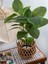 Yapay Ficus Altissima Ağacı Gerçek Dokulu 120 Cm 3