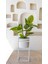 Yapay Ficus Altissima Ağacı Gerçek Dokulu 120 Cm 4
