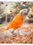 Orange Kapşonlu Sweatshirt, Orta ve Büyük Irklar Için 1