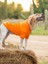 Orange Kapşonlu Sweatshirt, Orta ve Büyük Irklar Için 4