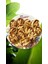 YAYLAPINAR DAĞ İNCİRİ-500 GR. 3