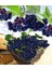 Aronia Melanocarpa NERO fidanı Tüplü 20-30 cm 1