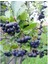 Aronia Melanocarpa NERO fidanı Tüplü 20-30 cm 2