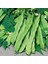 Yerli Geniş Sırık Fasulye Tohumu 100 gr (Kahverengi) 2