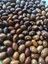 Yerli Geniş Sırık Fasulye Tohumu 500 gr (Kahverengi) 1