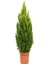 Limon Çamı Fidanı Tüplü 15 25 cm Boy 1
