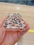 Samsung Galaxy A25 Leopar Desen Hologramlı Kılıf Darbe Korumalı Kapak 4