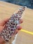 Apple iPhone 15 Pro Max Leopar Desen Hologramlı Kılıf Darbe Korumalı Kapak 3