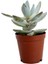 Crassula Ovata, Para Çiçeği, Şans Ağacı 5.5 cm Fidanı 1