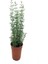 Biberiye Bitkisi Fidanı ( Rosmarinus Officinalis) Saksıda 15-25 cm 1