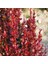 Berberis x Ottawensis Superba, Bordo Hanım Tuzluğu Fidanı 40-60 cm 1