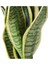 Sansevieria Paşa Peygamber Kılıcı Çiçeği Trifasciata 3