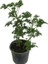 Pelargonium Odoratissimum Itır Bitkisi Orta Boy 2