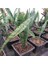 Sansevieria Paşa Kılıcı Peygamber Kılıcı 10-20 cm 1