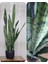 Sansevieria Paşa Kılıcı Peygamber Kılıcı 10-20 cm 2