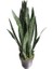Sansevieria Paşa Kılıcı Peygamber Kılıcı 10-20 cm 3