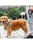 Reflektörlü Fosforlu Köpek Gezdirme Halatı Tasma Kayışı Metal Kancalı 130 cm (4738) 2