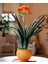 Clivia Miniata – Klivya 1