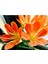 Clivia Miniata – Klivya 2