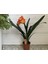 Clivia Miniata – Klivya 3