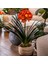 Clivia Miniata – Klivya 4
