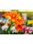 Clivia Miniata – Klivya 5