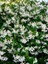 Rhyncospermum Jasminoides Arap Yasemini 30-60CM Yasemin Fidanı 4