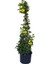 Videolu Sarı Yasemin Çiçeği Fıdanı 1 Adet 50-70 cm Saksılı Dış Mekan Bitkisi( Yellow Jasmine) 4