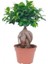 Thebestonline Ficus Bonsai, Gingseng Bonsai 1