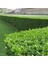 Ligustrum Kurt Bağrı Çit Bitkisi 100 Adet 1