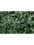 Ligustrum Kurt Bağrı Çit Bitkisi 100 Adet 3