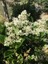 Ligustrum Kurt Bağrı Çit Bitkisi 100 Adet 4