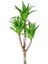 Yapay Sukulent Dal 3 Agave'li Yeşil 38 Cm. 1