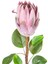 Yapay Protea Bitkisi Mor 67 Cm. 2