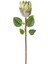 Yapay Protea Bitkisi Yeşil 67 Cm. 1