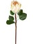 Yapay Protea Bitkisi Krem 67 Cm. 1