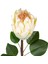 Yapay Protea Bitkisi Krem 67 Cm. 2