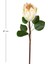 Yapay Protea Bitkisi Krem 67 Cm. 3