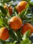 Mandalina Fidanı Citrus reticulata Nova, +120 cm, +3 Yaş, Tüplü 2